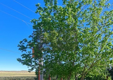 TERRENO PINO AZUL